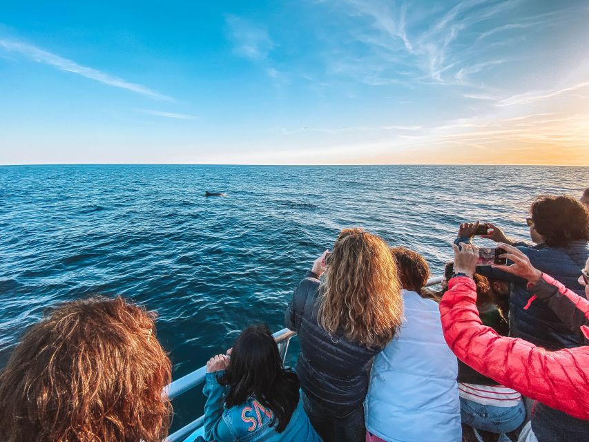 Portimão: Benagil Caves & Dolphins Watching with Biologist - Comfort, Safety, and Who Should Book