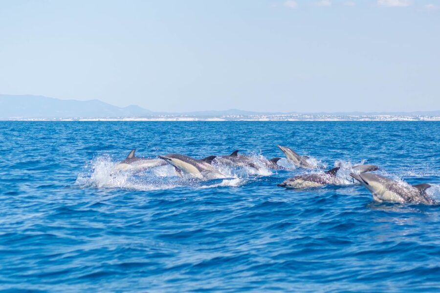 Portimão: Benagil Caves & Dolphins Watching with Biologist - Should You Book This Benagil and Dolphin Tour?