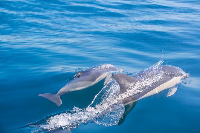 Portimão:Embark on Nature•Benagil and Dolphins•Biologist on board - How the sea conditions affect your day