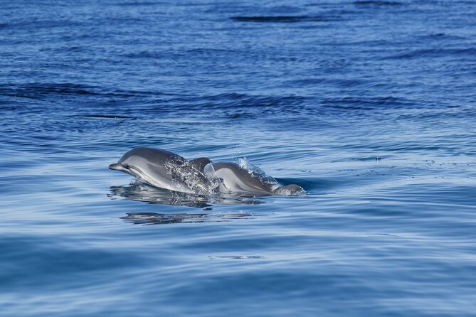 Portimão:Embark on Nature•Benagil and Dolphins•Biologist on board - Is the $48.37 price good value?
