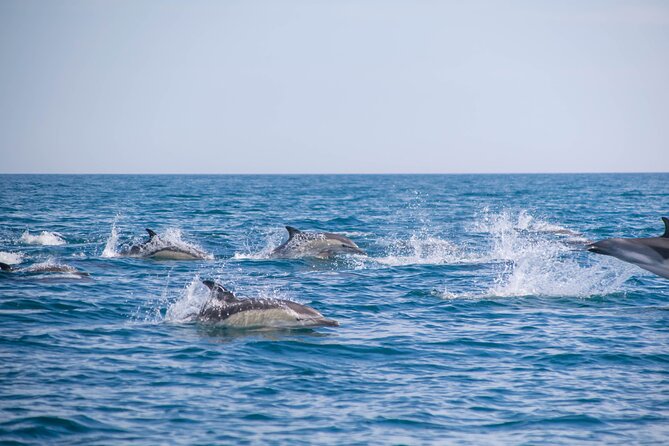 Portimão:Embark on Nature•Benagil and Dolphins•Biologist on board - What happens at Algar de Benagil