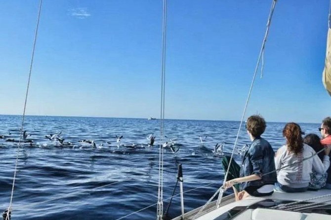 Premium All Inclusive Whale & Dolphin Watching Experience - What the $21 price delivers