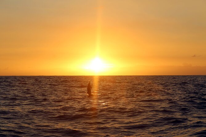 Premium Snorkel Sunset Cruise with Whale and Dolphin Watch - Who Should Book This Cruise?