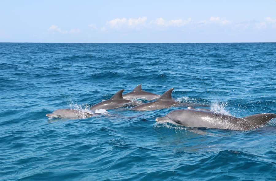 Prison Island, Lunch Break Experience, Mnemba Dolphin Tour - Key points at a glance