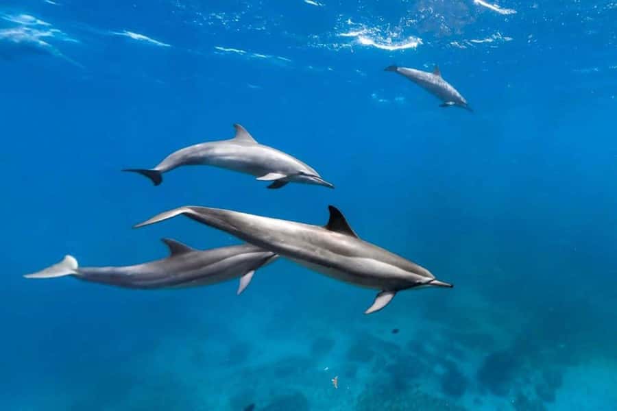 Prison Island, Lunch Break Experience, Mnemba Dolphin Tour - A full Zanzibar day built around the water