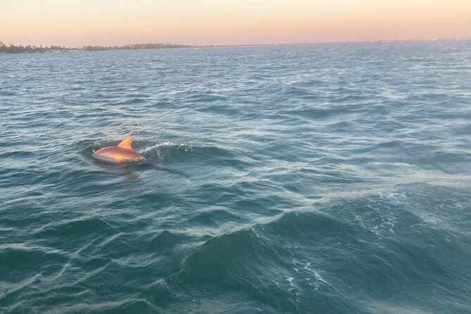 Private 2-Hour Dolphin and Sightseeing Tour - Shell Island, seashells, and a possible swim