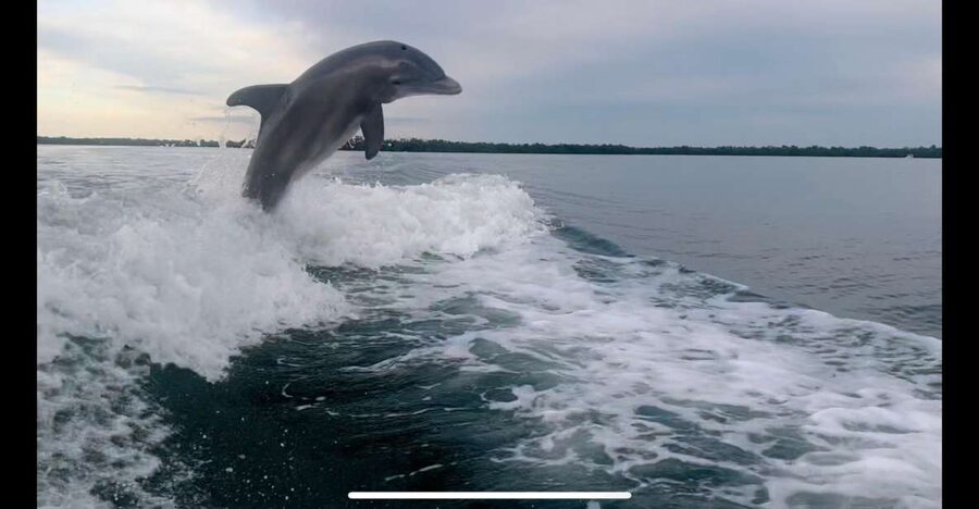 Private 2 Hour Dolphin & Eco Tour Marco Island, FL - Key points to know before booking