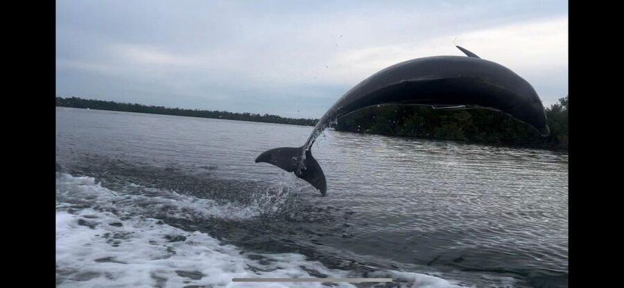 Private 2 Hour Dolphin & Eco Tour Marco Island, FL - Booking, cancellation, and practical value