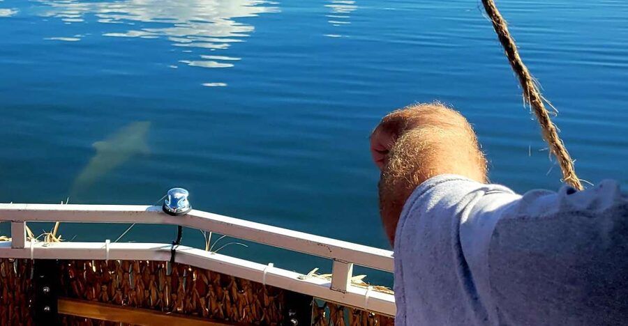 Private 2 hour Dolphin Sightseeing tour- Melbourne - Starting at Ballard Park in Melbourne