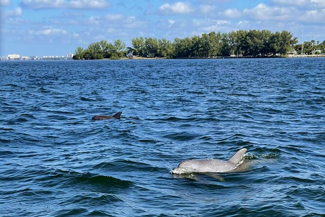 Private 2-Hour Dolphin Watching Cruise in St. Petersburg, FL - Key points to know before booking