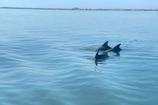 Private 2-Hour Dolphin Watching Cruise in St. Petersburg, FL - What this St. Petersburg dolphin cruise is really about