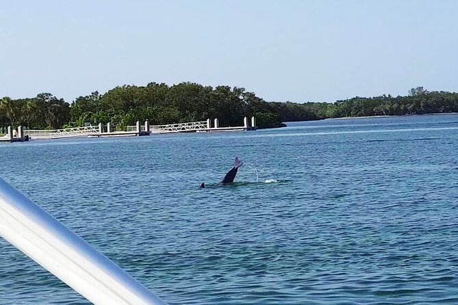 Private 2-Hour Dolphin Watching Cruise in St. Petersburg, FL - Looking for bottlenose dolphins in their home waters