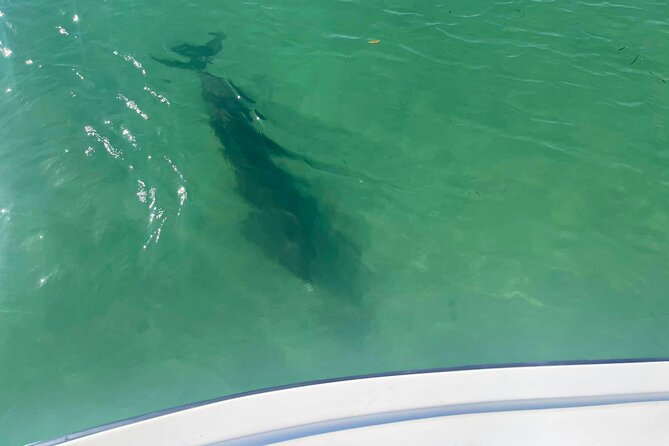 Private 2-Hour Dolphin Watching Cruise in St. Petersburg, FL - Scenic cruising and the possible beach swim