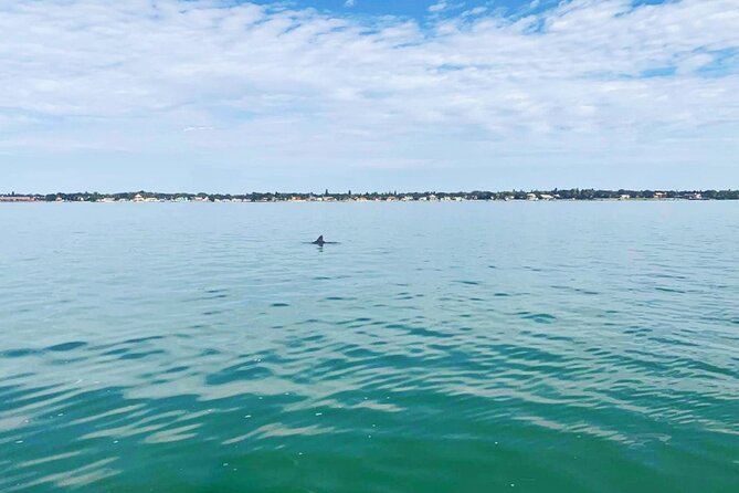 Private 2-Hour Dolphin Watching Cruise in St. Petersburg, FL - Why the private setup changes the value