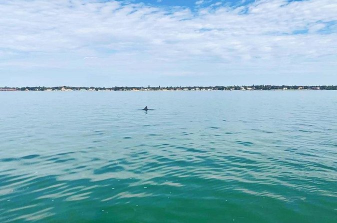 Private 2-Hour Dolphin Watching Cruise in St. Petersburg, FL - Who will enjoy this two-hour outing most