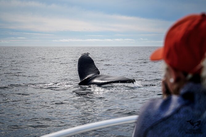 Private 2hr Supreme Whale/Dolphin Watching Tour, Newport Beach CA - Leaving Newport Harbor with Captain Nick