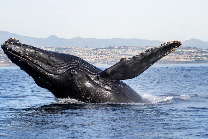 Private 2hr Supreme Whale/Dolphin Watching Tour, Newport Beach CA - What the $450 group price really buys
