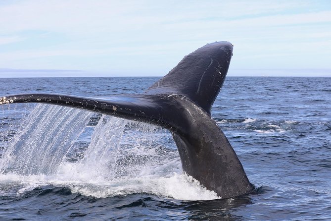 Private 2hr Supreme Whale/Dolphin Watching Tour, Newport Beach CA - Who will get the most from this Newport Beach tour