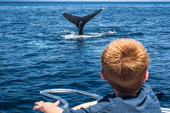 Private 2hr Supreme Whale/Dolphin Watching Tour, Newport Beach CA - Practical preparation for a better ride