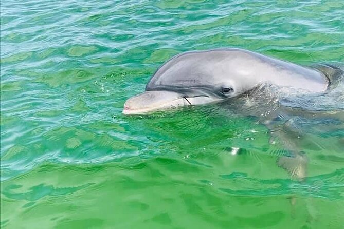 Private 3 Hour Powerboat Dolphin Cruise with Remote Beach Stop up to 6 guests - Key things to know before booking