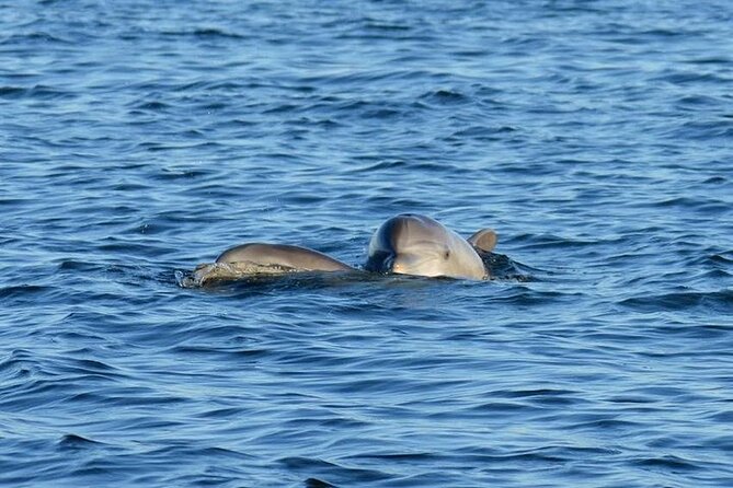 Private 3 Hour Powerboat Dolphin Cruise with Remote Beach Stop up to 6 guests - Leaving from Pensacola Beach Marina