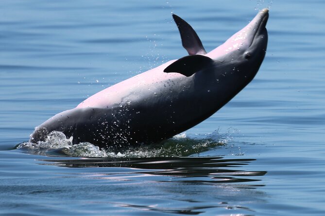 Private 3 Hour Powerboat Dolphin Cruise with Remote Beach Stop up to 6 guests - Comfort during three hours on the water