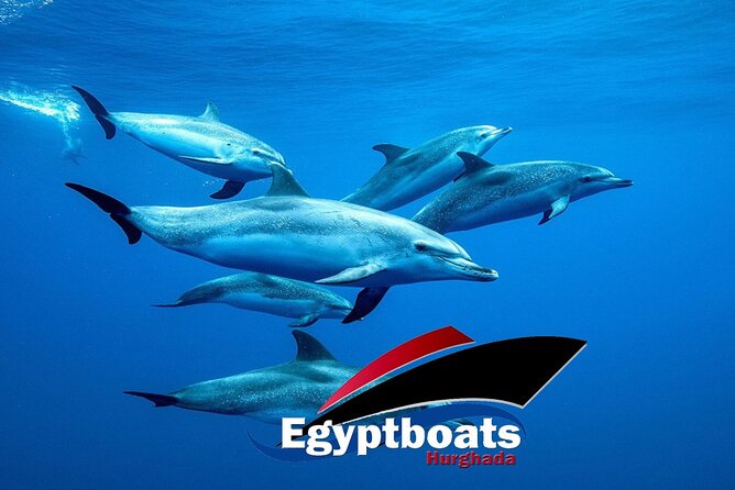 PRIVATE! | 4-hour Speed Boat Trip | Swim With Dolphins, Snorkeling & Island - A private speedboat morning from Hurghada