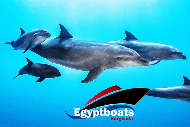 PRIVATE! | 4-hour Speed Boat Trip | Swim With Dolphins, Snorkeling & Island - Carless Reef, about 30 minutes among coral and fish