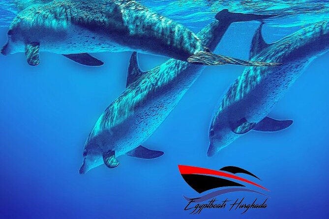 PRIVATE! | 4-hour Speed Boat Trip | Swim With Dolphins, Snorkeling & Island - Searching for dolphins near Dolphin House