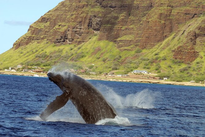 Private and Luxurious Sunset Cruise with Whale & Dolphin Watch - Who will get the most from this cruise?