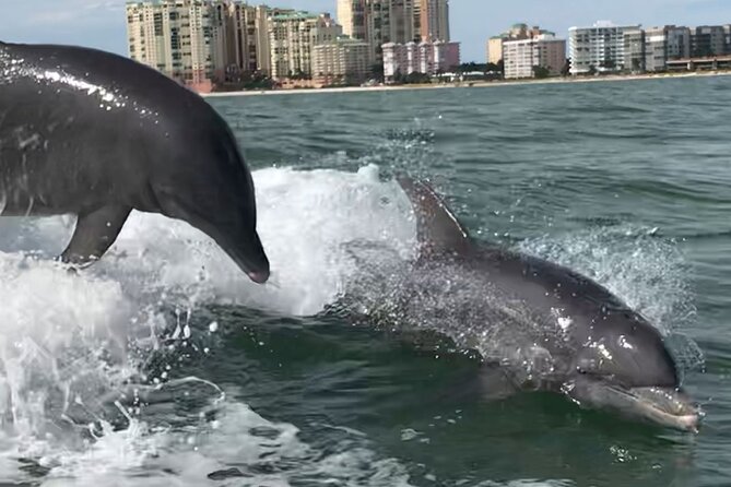 Private Best of Marco Island Dolphin Tour - Family Use and Group Comfort