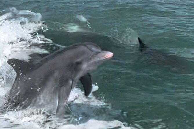 Private Best of Marco Island Dolphin Tour - Should You Book the Private Marco Island Dolphin Tour?