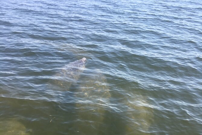 Private Boat and Dolphin Watching in Florida - Private Beach Stops and Time to Swim