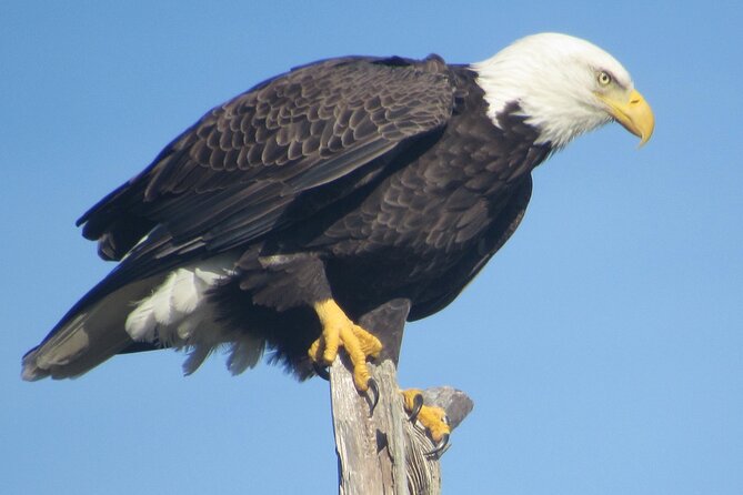 Private Boat and Dolphin Watching in Florida - How Captain Bob Shapes the Experience