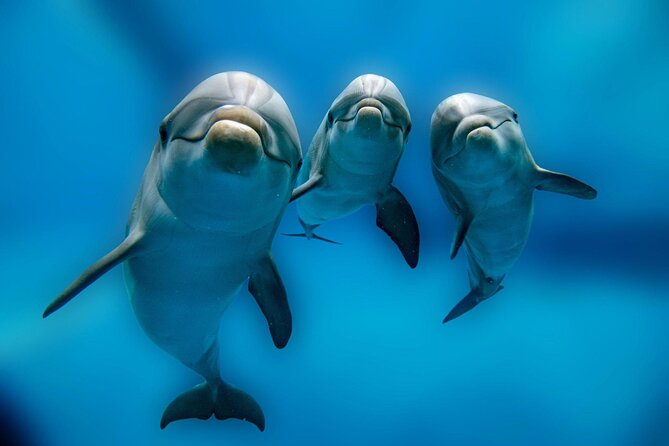 Private Boat Full Day Swimming With Dolphins Trip - Hurghada - Setting out from Hurghada Marina at 8:00 am