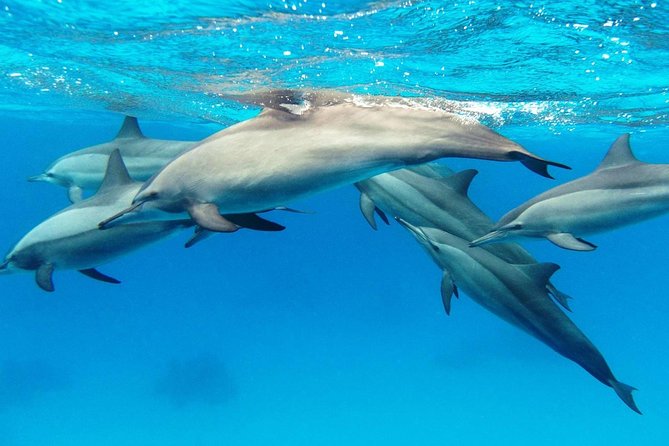 Private Boat Full Day Swimming With Dolphins Trip - Hurghada - El Fanadir offers the more dependable snorkeling
