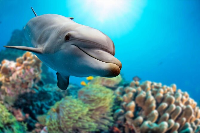 Private Boat Full Day Swimming With Dolphins Trip - Hurghada - Dolphin House and the limits of a wild encounter