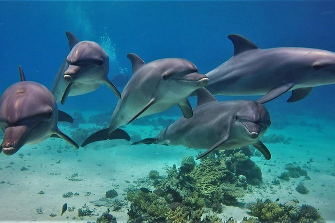 Private Boat to Dolphin House Full day Snorkeling Sea Trip Max 10 Pax - Hurghada - Two hours at Sharb el Erg