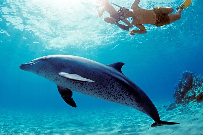 Private Boat to Dolphin House Full day Snorkeling Sea Trip Max 10 Pax - Hurghada - The return past El Mina Mosque