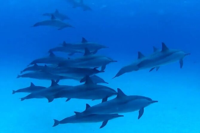 Private Boat To Dolphin House & Snorkeling with Lunch - Hurghada - Lunch onboard keeps the day moving