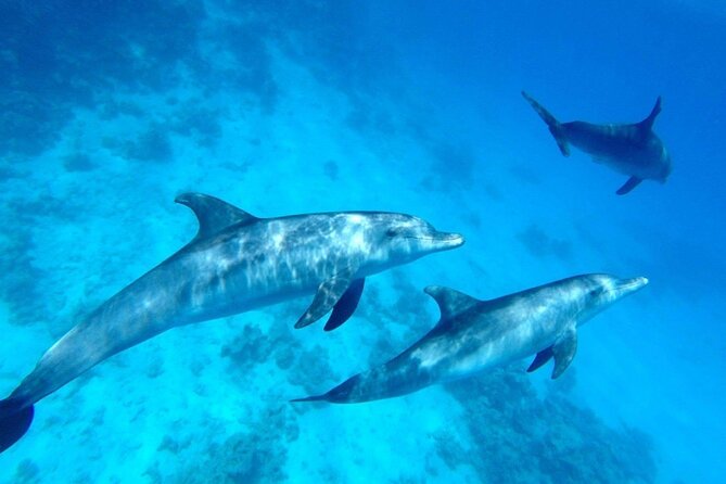 Private Boat To Dolphin House & Snorkeling with Lunch - Hurghada - Booking, cancellation, and practical details