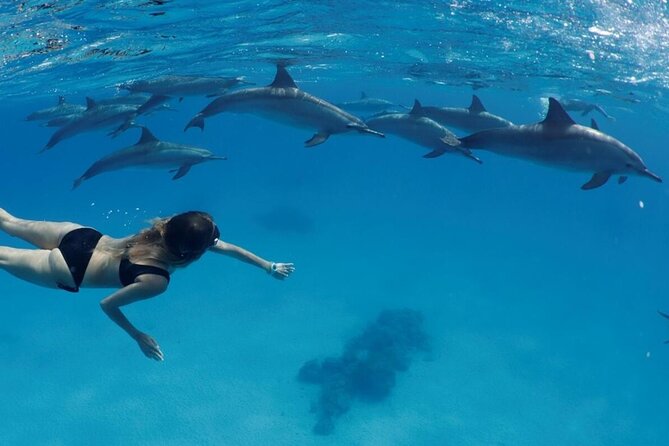 Private Boat To Dolphin House & Snorkeling with Lunch - Hurghada - Two guided snorkeling stops on the reef