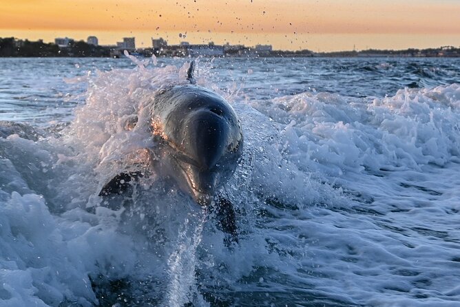 Private Boat Tour Dolphins Sunsets Shell Island and Snorkeling - A private boat instead of a crowded dolphin cruise