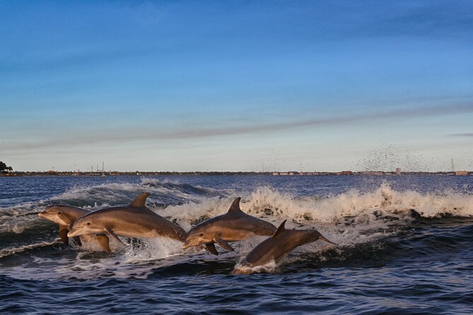 Private Boat Tour Dolphins Sunsets Shell Island and Snorkeling - Dolphin watching with Logan, Aubrey, Chaz, and Cameron