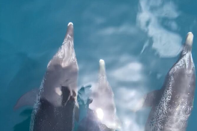 Private Boat Tour Dolphins Sunsets Shell Island and Snorkeling - Why the $350 group price can make sense