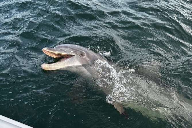 Private Boat Tour Dolphins Sunsets Shell Island and Snorkeling - Comfort, equipment, and what to bring