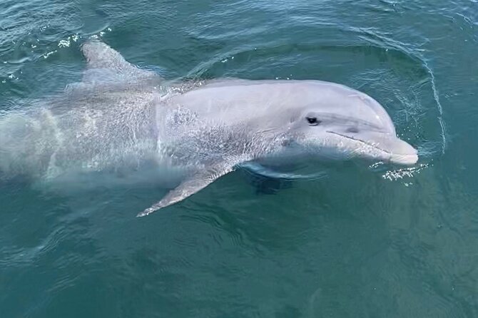 Private Boat Tour Dolphins Sunsets Shell Island and Snorkeling - Cancellation and booking timing