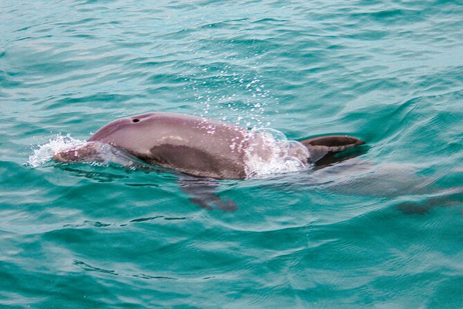 Private Boat Tour with Dolphin Spotting and Snorkelling from Phuket - Coral Island gives you three hours to slow down