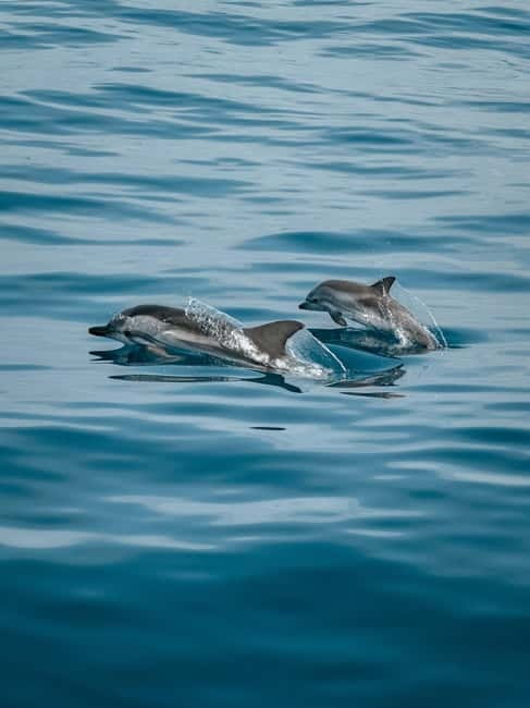 Private boat trips in Porec: dolphin watching, panoramic views - Key points to know before booking