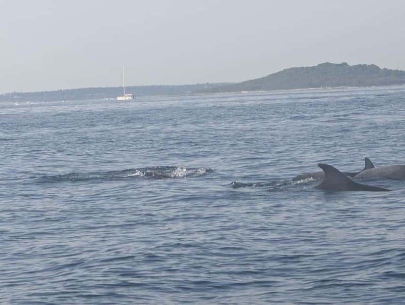 Private boat trips in Porec: dolphin watching, panoramic views - Dolphins, Distance, and Respect on the Water